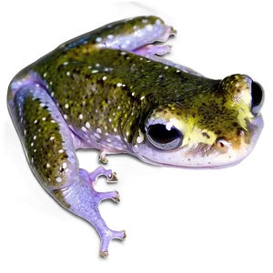 African Dwarf Frog PNG 34 PNG