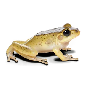 African Dwarf Frog PNG 38 PNG