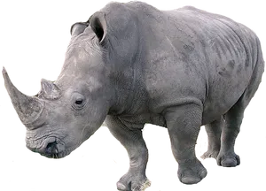 African Rhinoceros Isolated PNG image