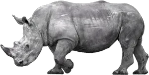 African Rhinoceros Profile PNG image
