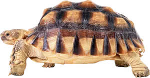 African Spurred Tortoise Isolated