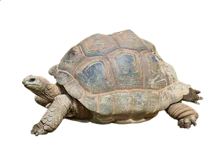 African Spurred Tortoise Isolated PNG image