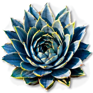 Agave Americana Plant PNG 25