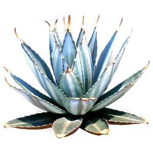 Agave Americana Plant PNG Uqb