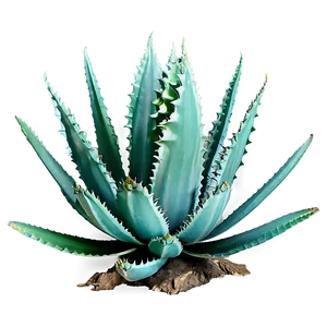Agave Landscape PNG 06282024 PNG
