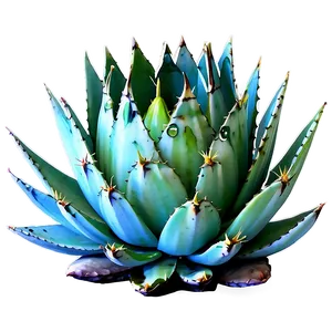 Agave Landscape PNG 77 PNG