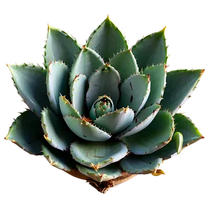 Agave Plant Aerial View PNG Cnw PNG