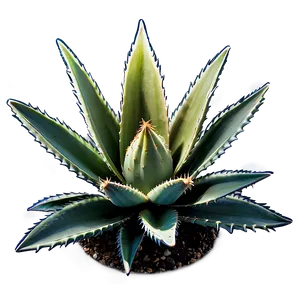 Agave Plant Aerial View PNG Tkc PNG