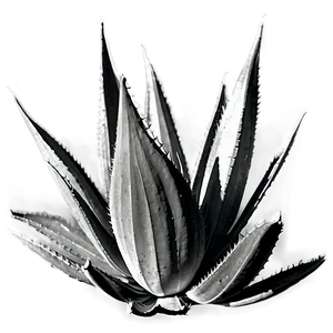 Agave Plant Black And White PNG 06282024 PNG