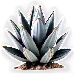 Agave Plant Black And White PNG 06282024 PNG
