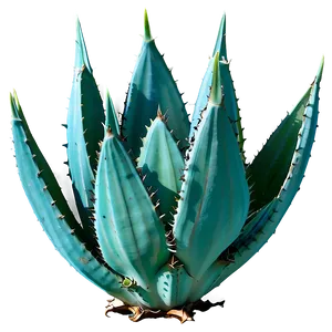 Agave Plant C PNG image