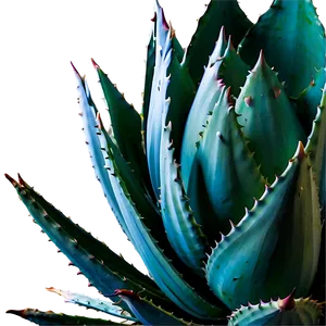 Agave Plant Close-up PNG Jjo86 PNG
