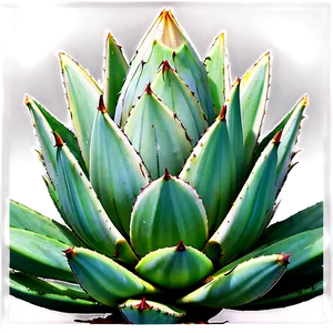 Agave Plant Close-up PNG Mhj18 PNG