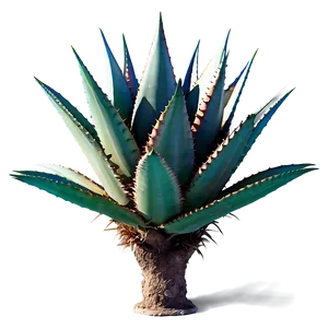 Agave Plant Desert Png 27 PNG image