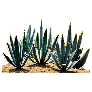 Agave Plant Field PNG 63 PNG