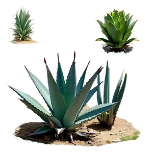 Agave Plant Field PNG Fkw PNG