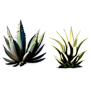 Agave Plant In Landscape PNG 06282024