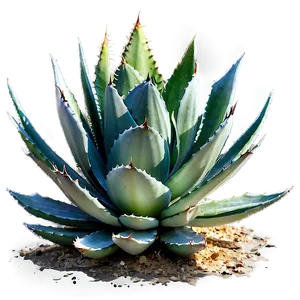Agave Plant In Landscape PNG Yfb
