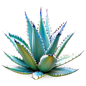 Agave Plant In Nature PNG 59 PNG