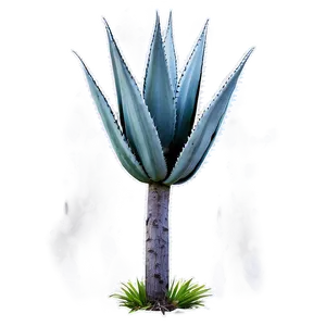 Agave Plant In Nature PNG Alq PNG