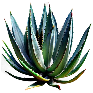 Agave Plant In Nature PNG Mls
