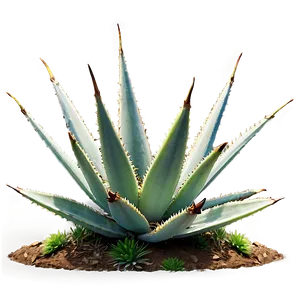 Agave Plant On Hill PNG 06282024