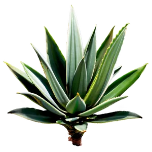 Agave Plant On Hill PNG Bod