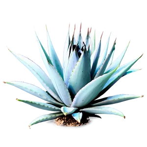 Agave Plant Outline PNG 82