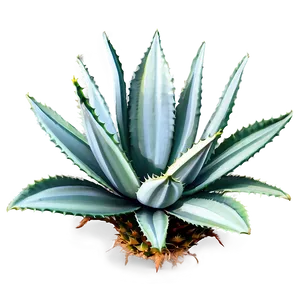 Agave Plant Outline Png 9 PNG image