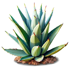Agave Plant Outline PNG Sud23 PNG