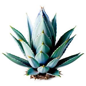 Agave Plant Pattern PNG 06282024