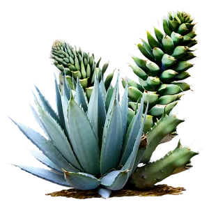 Agave Plant Png 06282024 PNG image