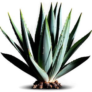 Agave Plant Png 06282024 PNG image