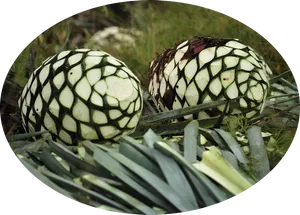 Agave Plant Seed Pods PNG image