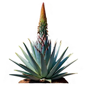 Agave Plant Sketch PNG 06282024