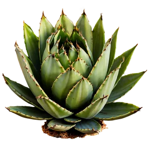 Agave Plant Sunset PNG 75 PNG
