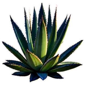 Agave Plant Sunset PNG Gfu