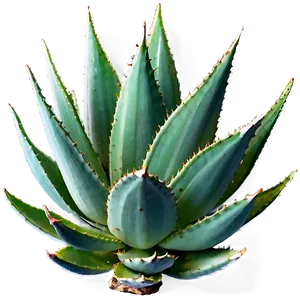 Agave Plant Top View PNG Mov PNG