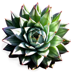 Agave Plant Top View PNG Wox52 PNG