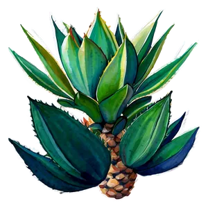 Agave Plant Watercolor PNG 06282024 PNG