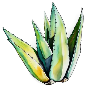 Agave Plant Watercolor PNG 06282024