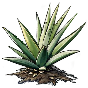 Agave Plant With Roots PNG 24