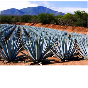 Agave Tequila Field Mexico Png 70 PNG image