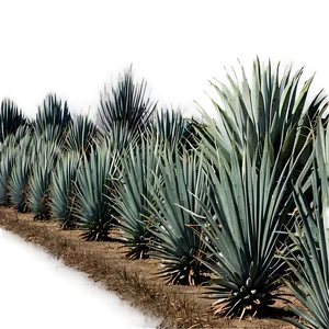 Agave Tequila Field Mexico Png Erp PNG image