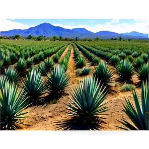 Agave Tequila Field Mexico Png Iep5 PNG image