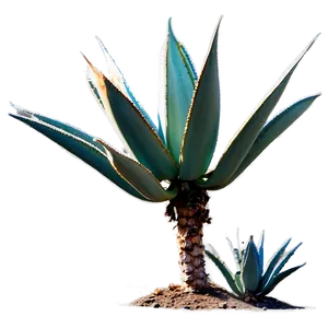 Agave Tequilana Plant Png 06282024 PNG image