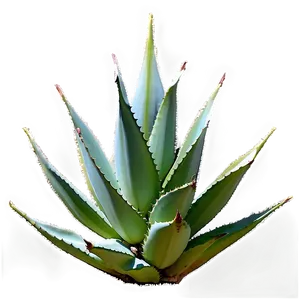 Aged Agave Plant PNG 57