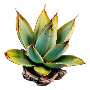 Aged Agave Plant PNG Alh PNG