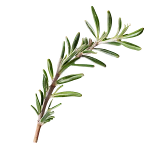 Aged Rosemary Twig Png 29 PNG image