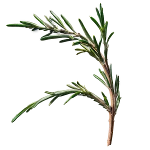 Aged Rosemary Twig PNG 36 PNG